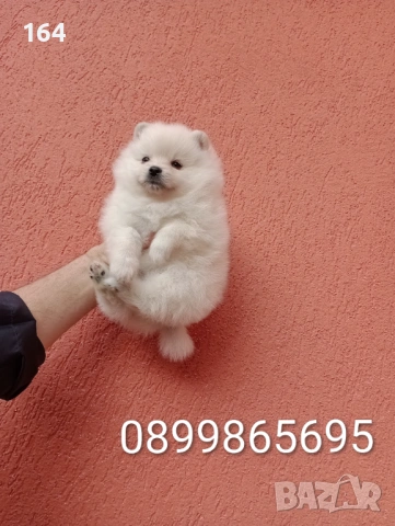 Женски Померани. Снимки от 18.02.26 г. , снимка 3 - Померан - 53520592