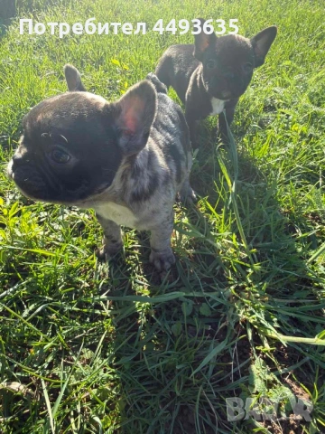 Френски булдог, снимка 3 - Френски булдог - 52665830
