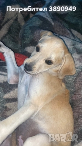 Подарявам куче, снимка 1