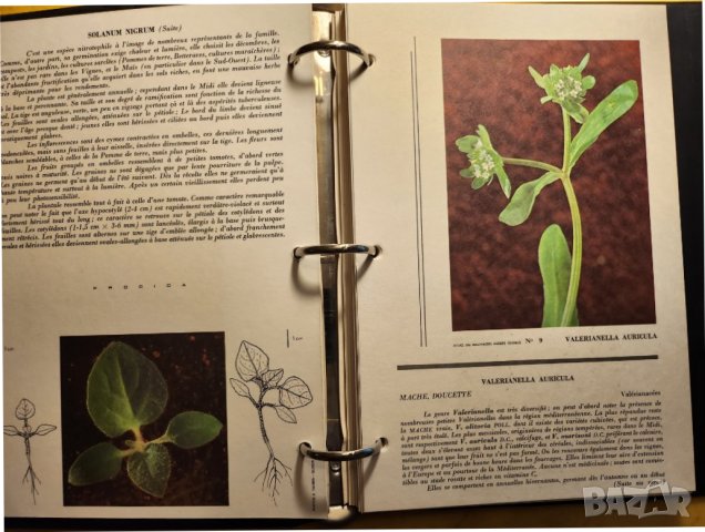  Атлас на плевелите (градинските) - Atlas des Mauvaises herbes ,на френски, рядък, мин.тираж, цветен, снимка 3 - Енциклопедии, справочници - 43792122