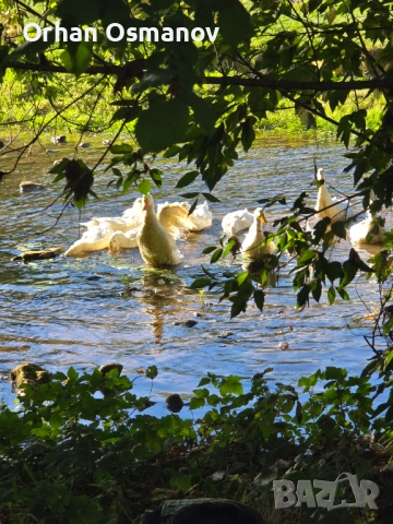Пекински патици, снимка 2 - Патици и гъски - 52678040