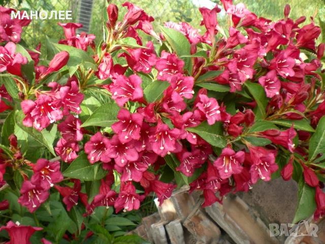 Вайгела, снимка 2 - Градински цветя и растения - 52106210