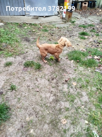 Кокер Шпаньол, снимка 3 - Кокер шпаньол - 52342878