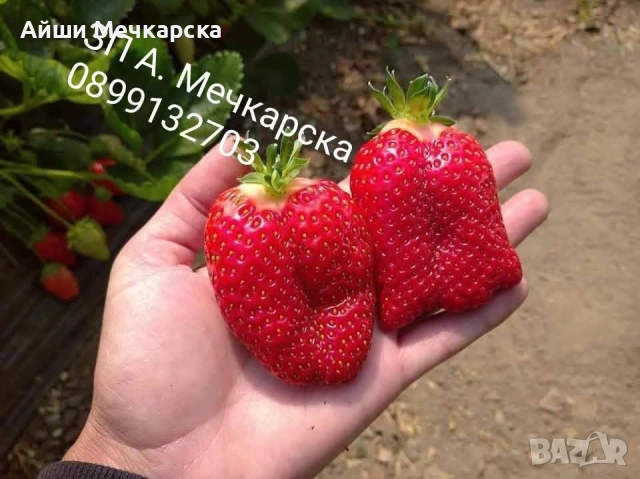 Продавам разсад ягоди сорт Алба.