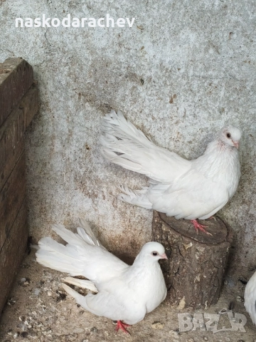 Бургаски местни преметачи различни цветове, снимка 12 - Гълъби - 52410723