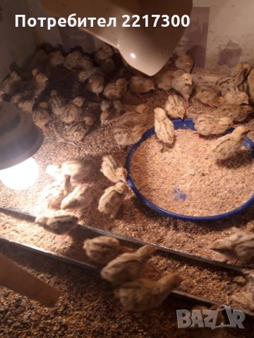 Продавам пъдпъдъци , снимка 9 - Кокошки и пуйки - 32479209