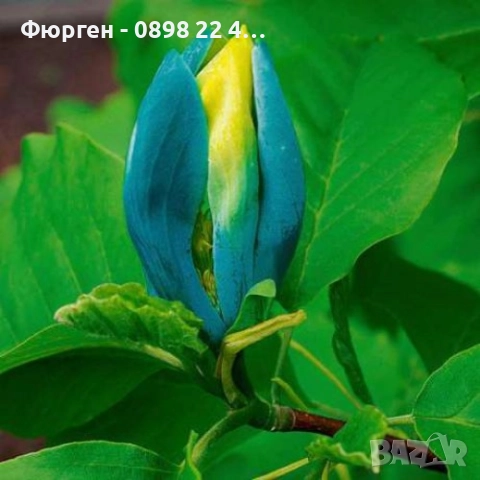 Магнолия - Magnolia НАЛИЧНИ 21 ВИДА Студоустoйчиви, снимка 16 - Градински цветя и растения - 33512293