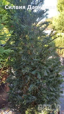 Тис, снимка 13 - Градински цветя и растения - 52501681