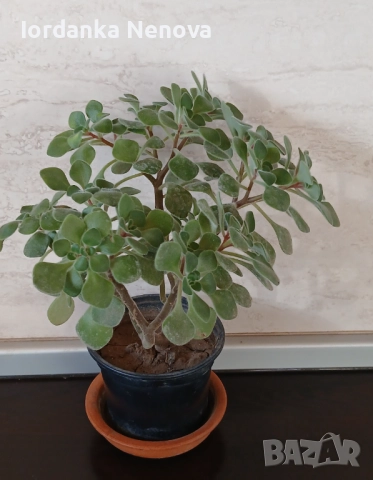 Дървото на парите 