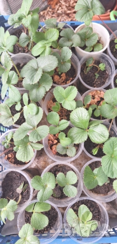 Ягоди Мице Шиндлер разсад пикиран в чашки, снимка 6 - Разсади - 51390566