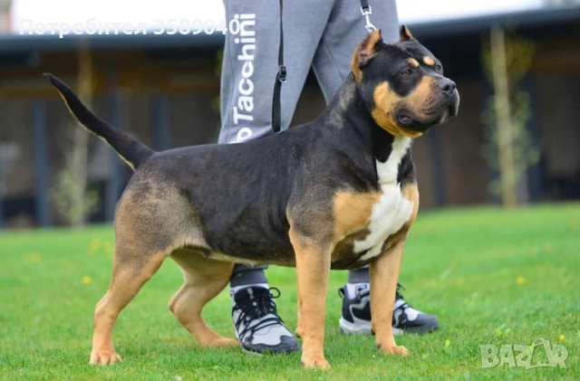American Bully XL, снимка 8 - Други - 52942066