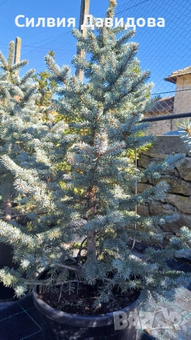 Сребрист смърч 