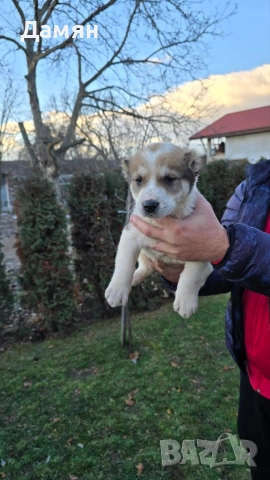 Алабай, снимка 3 - Алабай - 53130493