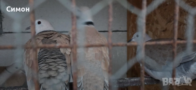 Гугутки скумрийки, снимка 3 - Гълъби - 52967544