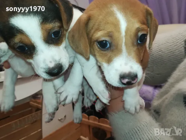 ДЖАК РЪСЕЛ-2025 ГОДИНА-250ЛВ ЗА 1 БРОЙ-КРАЙНА ЦЕНА 2501252054, снимка 3 - Джак ръсел териер - 48827814