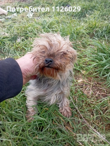Йоркширски териер момиче, снимка 3 - Йоркширски териер - 53465100