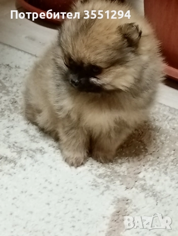 Померанче момиче , снимка 8 - Померан - 52733959