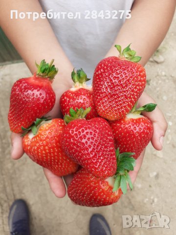 продавам расад ягоди и малини, снимка 11 - Разсади - 32538585