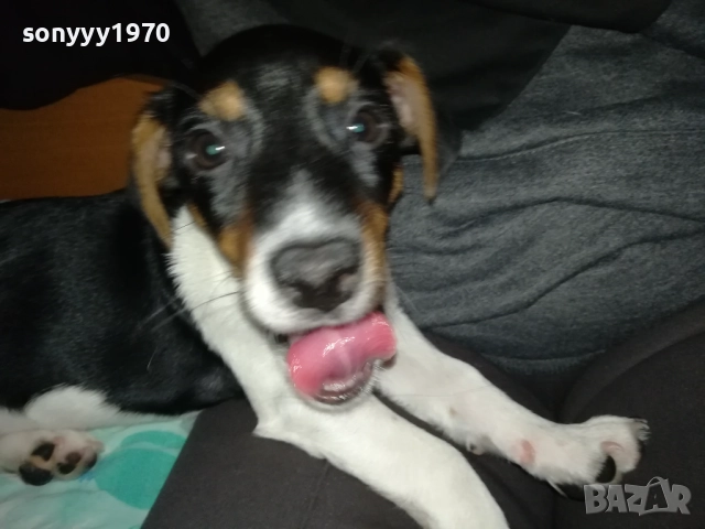 СЛАДКА КУКЛА ДЖАК РЪСЕЛ-0311250521