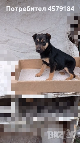 яг териерче 