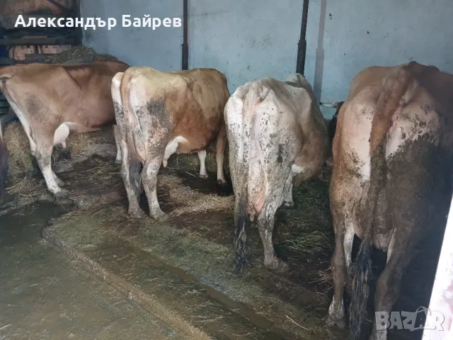 Крави дойни жарсета , снимка 1