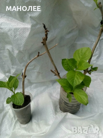 хортензия - 2 цвята, снимка 3 - Градински цветя и растения - 52019590