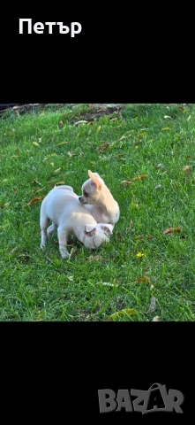 чихуахуа момче и момиче, снимка 3 - Чихуахуа - 52470564