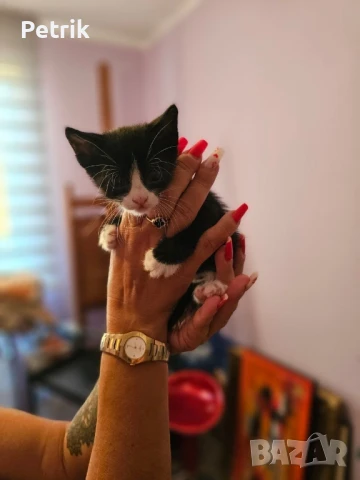 ще го дадем в добри ръце, снимка 4 - Други - 51323889