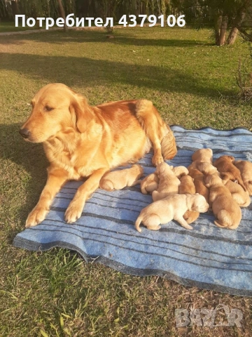 Голдън ретривър  момченце родословен баща, снимка 7 - Голдън ретривър - 53006041