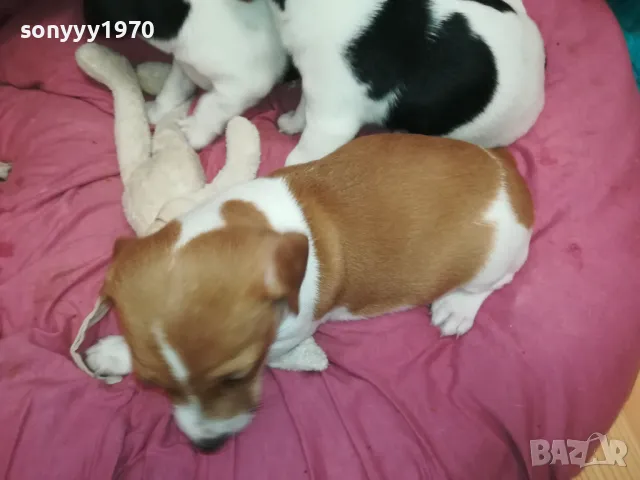 ДЖАК РЪСЕЛ-2025 ГОДИНА-250ЛВ ЗА 1 БРОЙ-КРАЙНА ЦЕНА 2501252054, снимка 9 - Джак ръсел териер - 48827814