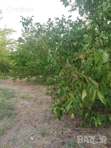 Продавам дворно място / овощна градина в с. Калипетрово, снимка 7 - Земеделска земя - 51641551