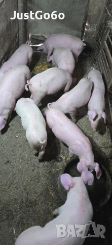 Продавам малки прасета, снимка 5 - Прасета - 52433146