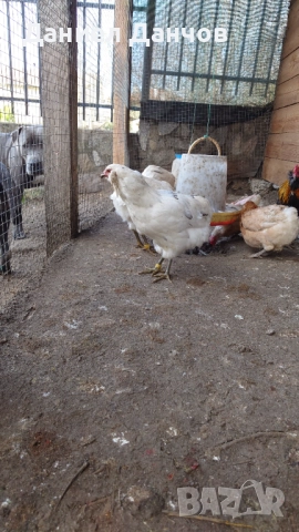 Оплодени яйца от Араукана, снимка 11 - други­ - 48810608