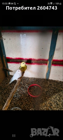 Продавам различни видове папагали , снимка 6 - Папагали - 52892178