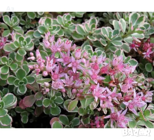 Продавам цветя Седум спириум - подходящ за алпинеуми, снимка 3 - Разсади - 47324066