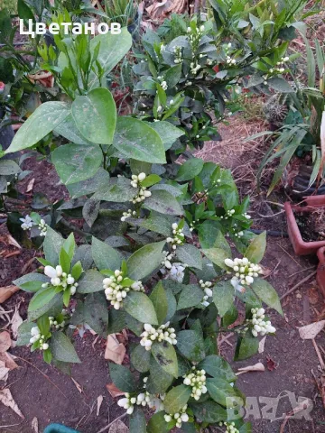 Портокалово дърво (Портокал), снимка 6 - Стайни растения - 49567212