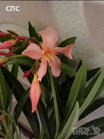 Олеандър/ЗОКУМ , снимка 2 - Стайни растения - 53529640