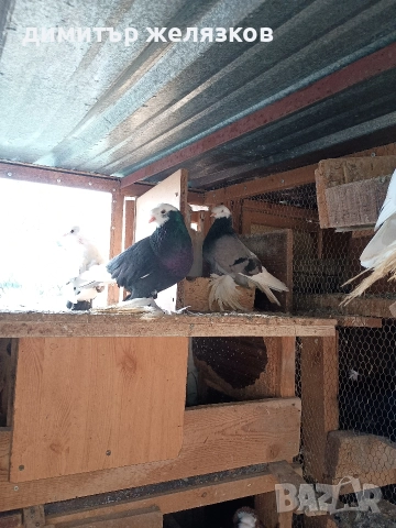 Гълъби демкежи, снимка 9 - Гълъби - 49071204