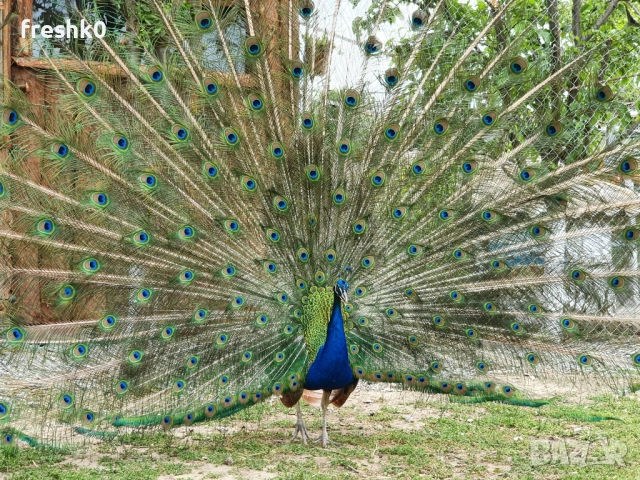 Паун мъжки 4г, снимка 3 - други­ - 52982724