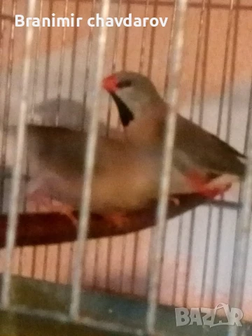 продавам амадини , снимка 9 - Амадини - 51182745