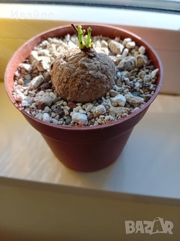 Сукуленти само за ценители, снимка 14 - Стайни растения - 35248161