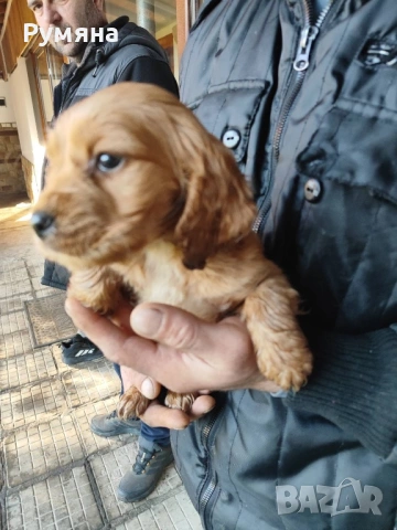 Английски кокер шпаньол, снимка 4 - Кокер шпаньол - 53485205