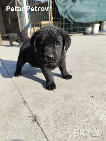 лабрадор , снимка 1