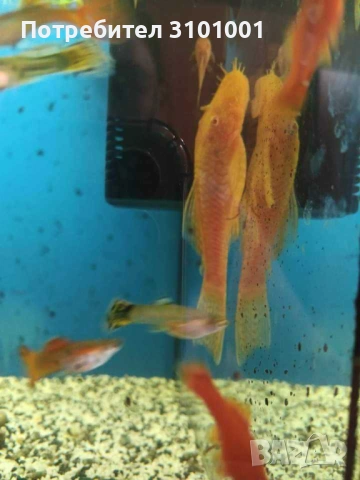 Продавам мъжки анциструс