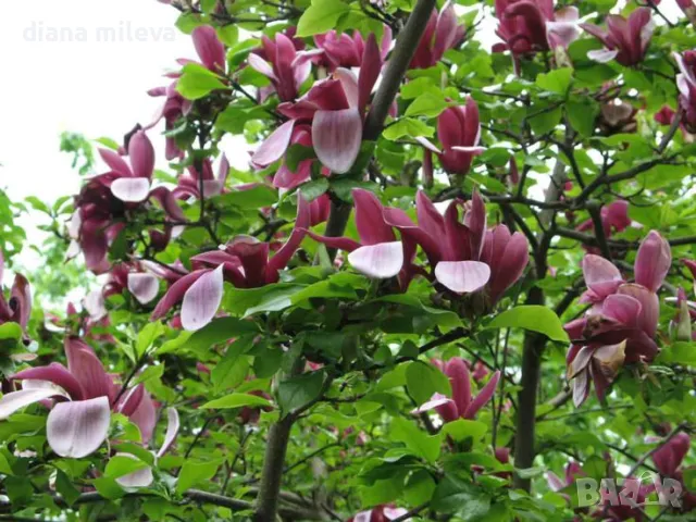 Магнолия Нигра, Magnolia ‘Nigra’, снимка 2 - Градински цветя и растения - 49260159