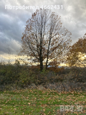  Парцел 2320 м2 - отличен за лозе/градина/пчелин, до път Дебър–Брягово, снимка 5 - Парцели - 52562178