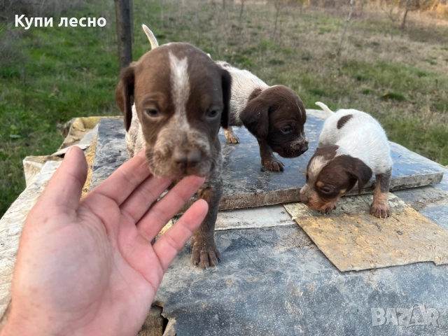 Кученца за трюфели , снимка 16 - Други - 51565937