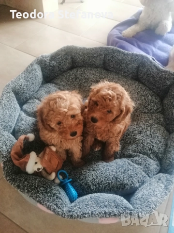 Мини пудели , снимка 4 - Пудели - 52589135