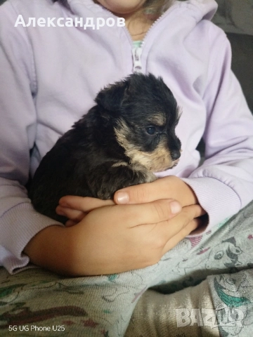 Кученца Цверг Шнауцер , снимка 6 - Други - 52300496