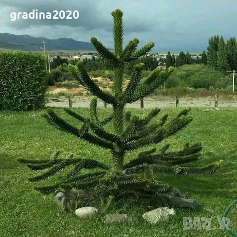 Араукария, Чилийски бор -Araucaria araucana